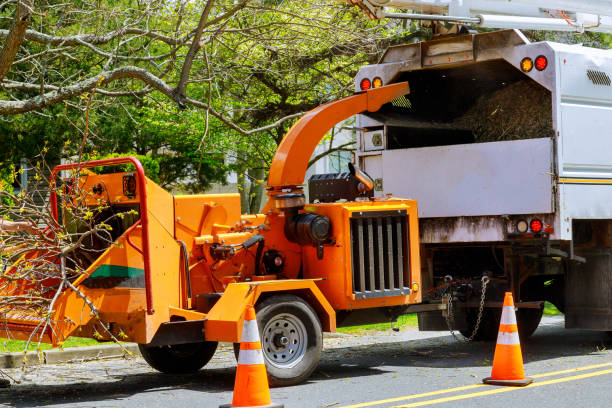 How Our Tree Care Process Works  in Harristown, IL